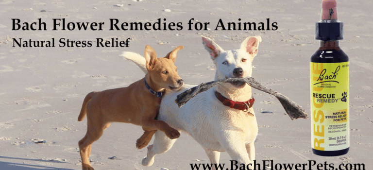 Bach Flower Remedies - Rescue Remedy Pets Dogs Cats Horses Birds